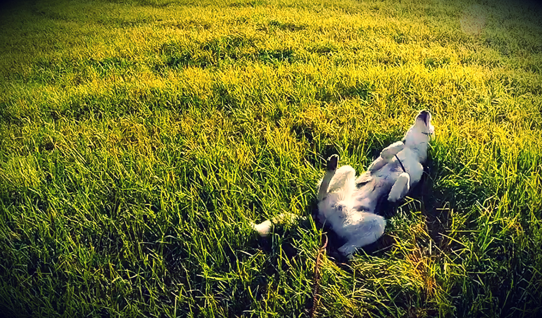 Eïko dans l'herbe